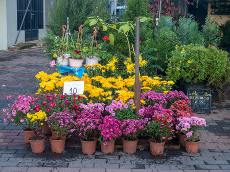 Selling flowers at the market. Various flowers in pots. Plants on the counter. Goods for the gardenの写真素材