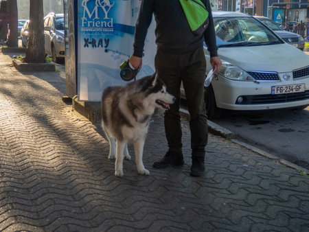 Batumi, Georgia. 23/11/2022 Dog on the owner's leash. Pet on a walk. dog in the cityのeditorial素材
