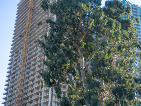 A tree against the backdrop of a tall house under construction. building frame. nature and concrete. construction industry. Environmentの写真素材