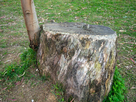 sun tree. A branch grows from a stump. Struggle for life Nature.の写真素材