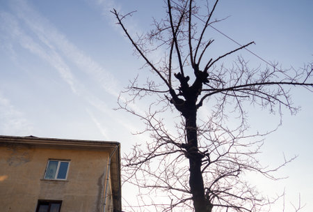 Black gnarled tree trunk against the sky. Scary tree in the city. autumn in the cityの写真素材