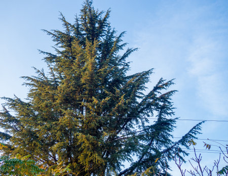 the top of a coniferous tree against the sky. Nature. tall spruce. top of the treeの写真素材