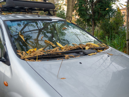 Yellow dry leaves on the windshield of a car. The car is parked in autumn steam. autumn concept. The car is covered with leaves.の写真素材