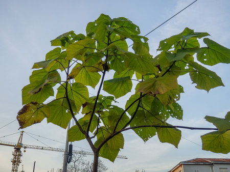 shrub with large leaves. nature of the south. Huge yellow leaves. bush against the sky