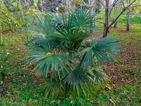 fan palm. Palm tree in the yard. southern nature. Kind of palm trees. bush in the park.の写真素材