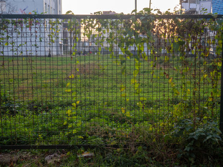 Thick wire fence in ivy. human and nature. Mesh in ivy. Plants on architectureの写真素材