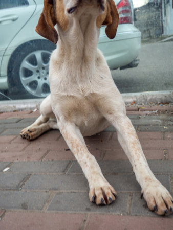 Homeless dogs in the city.Dog on the street.Part of the body of the animal. hungry animals. mongrelsの写真素材