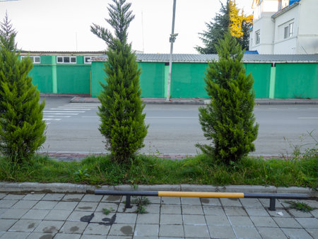 Cypress trees are planted on the roadside. greening the city. beautiful small treesの写真素材