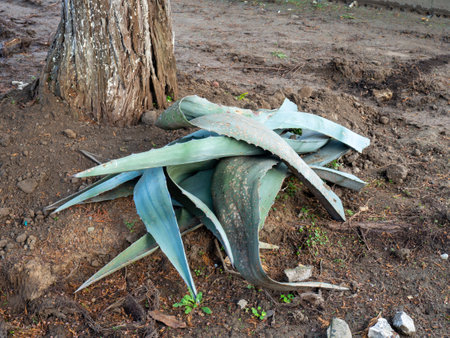 Agave with clipped leaves. Agave leaves on the ground. The work of a co-worker. Landscaping work. plant rejuvenation. Shrub trimmingの写真素材