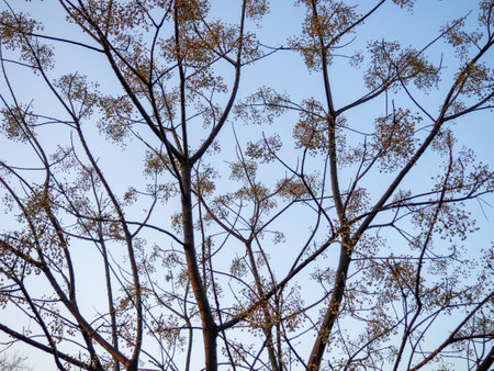 Dark branches against the sky. Umbrella plant. Tree silhouette. Evening nature. Branches without leavesの写真素材