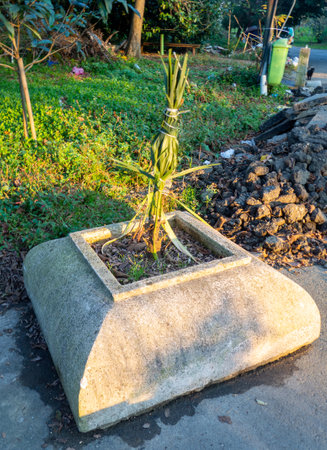 Tied palm leaves. Resort out of season. Protection of palm leaves. Wind protection. Gardener's workの写真素材