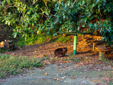 Black cat in the yard. Green front garden. Walking petの写真素材