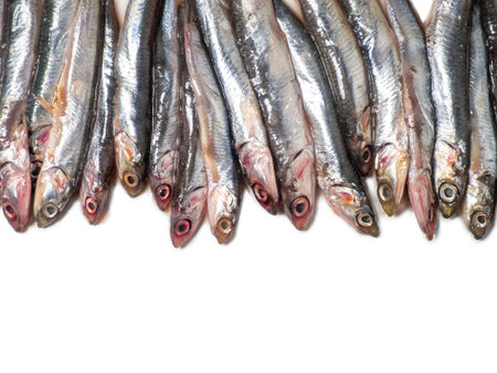 Lots of fresh sprats on a white background. Mockup. Fresh fish concept. Small fishes. Place for an inscription. Lunch ingredient. For frying. Freshly caught.Table in the kitchenの写真素材