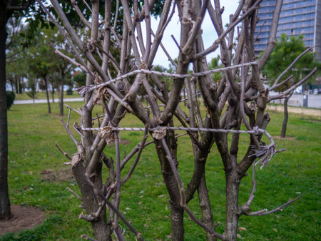 Tied branches of a bush in a park in winter. resort place. Saving the branches of the bush. The work of a gardener. There is no foliage. tree careの写真素材