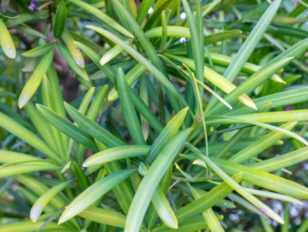 Bush with thin long leaves. Leaves background. Pattern from the branches of the bush. Natural background.の写真素材