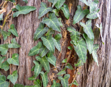 Ivy wraps around a tree trunk. Ivy leaves on the bark of a large tree. Background from leaves and bark. natural patternの写真素材