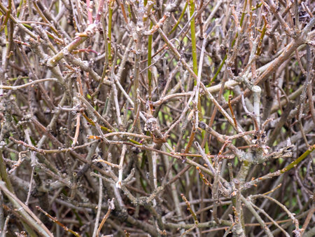 Background from bare branches of a bush. Bush without leaves. Buds on branches. Plant in winter in the south. Branches backgroundの写真素材