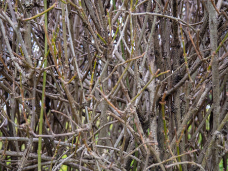 Background from bare branches of a bush. Bush without leaves. Buds on branches. Plant in winter in the south. Branches backgroundの写真素材