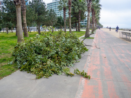 A pile of cut branches lies on the sidewalk. Work of gardeners. Trimming extra branches in the parkの写真素材