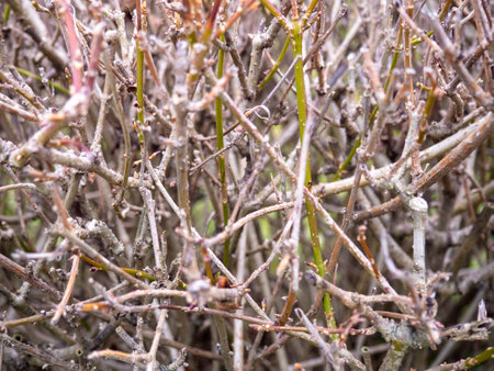 Background from bare branches of a bush. Bush without leaves. Buds on branches. Plant in winter in the south. Branches backgroundの写真素材