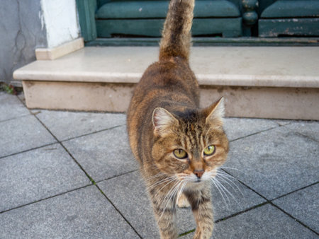 Brown cat on the street. Cat on the sidewalk close-up. Homeless animal. Street.の写真素材