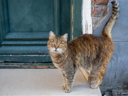 Brown cat on the street. Cat on the sidewalk close-up. Homeless animal. Street.の写真素材