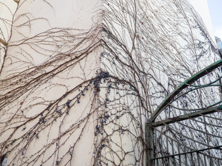 Dried creepers on the wall of the building. Winter in the resort. Natural decoration building. Ivy without leaves on the houseの写真素材