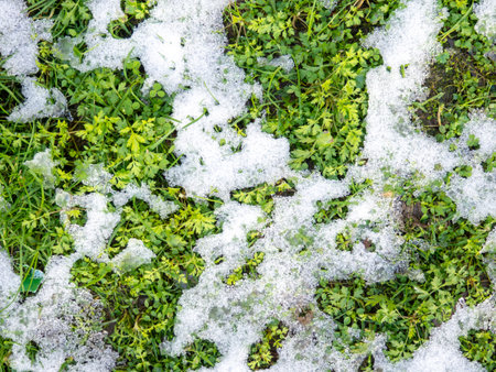 Snow on green grass. Winter in the south. Sudden snowfall. Background from snow and grass. Contrastの写真素材