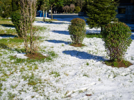 Snow on a palm tree and on green grass. Winter in Batumi. Winter in the park of the resort southern city. Sudden snowfall. Contrastの写真素材