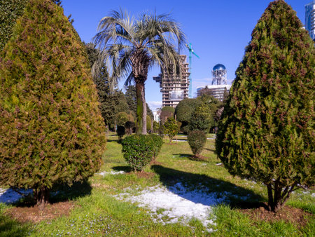 Snow on a palm tree and on green grass. Winter in Batumi. Winter in the park of the resort southern city. Sudden snowfall. Contrastの写真素材