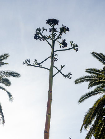 <p>Long sprout of a flower from a palm tree. Botany. Plants in the park of the southern city.</p>の写真素材
