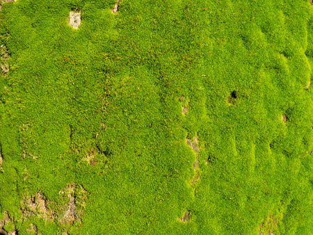Bright green soft moss. moss on a tree trunk. Close-up of the surface of a tree. Background from natural elements. Old thick barkの写真素材