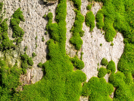Bright green soft moss. moss on a tree trunk. Close-up of the surface of a tree. Background from natural elements. Old thick barkの写真素材