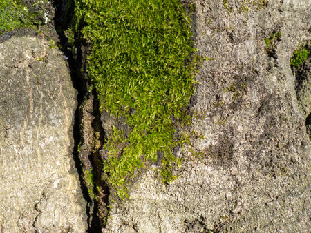 Bright green soft moss. moss on a tree trunk. Close-up of the surface of a tree. Background from natural elements. Old thick barkの写真素材