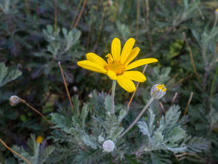Yellow flower close up. First flowers in spring. flower on a bushの写真素材