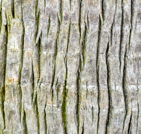 Wooden pattern. Background from the bark of a palm tree. Wrinkled bark. Uneven surface. natural backgroundの写真素材