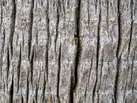 Wooden pattern. Background from the bark of a palm tree. Wrinkled bark. Uneven surface. natural backgroundの写真素材