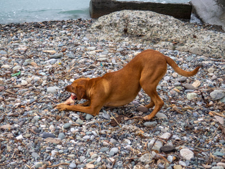 brown dog found the bone. On a pebble beach. The dog was given a bone. Eating. Carries a large boneの写真素材