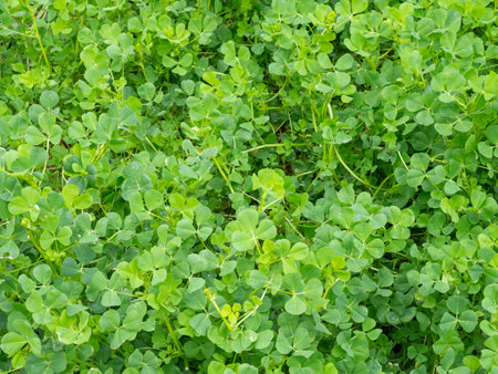 Bright green background from plants. Curly cuts. Delicate green grass. patternの写真素材