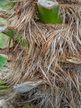 Shaggy trunk of a palm tree. Palm bark pattern. Botany. Wood. Wood background.の写真素材