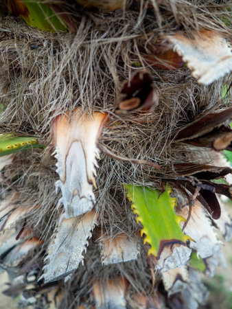 Shaggy trunk of a palm tree. Palm bark pattern. Botany. Wood. Wood background.の写真素材