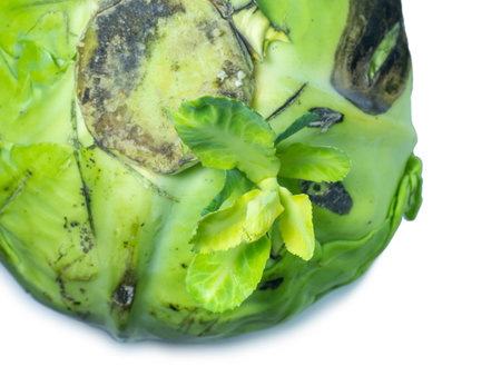 A sprout erupted from a head of cabbage. New life concept. Rotten cabbage with shoots. Rotting vegetable on a white background. Raw food diet. Lunch ingredient. A new sprout from a plucked vegetable.の写真素材