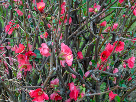 Red flowers on a bush in early spring in the south. Background of flowers and leaves. Park in Georgia. Details of nature. patternの写真素材