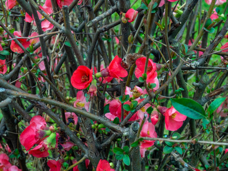 Red flowers on a bush in early spring in the south. Background of flowers and leaves. Park in Georgia. Details of nature. patternの写真素材