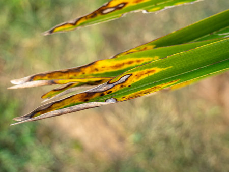 Yellowed tips of palm leaves. Sick leaves. Aging foliage of a tropical tree. Witheringの写真素材