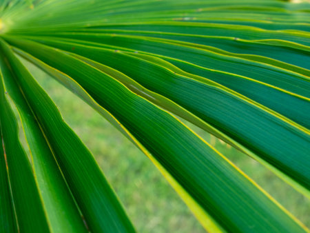 Brahea edulis. Palm leaves against the sky. Background from plants. Tropical concept. Sharp palm leaves. Rest in the south. Wallpaper backgroundの写真素材