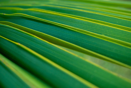 Brahea edulis. Palm leaves against the sky. Background from plants. Tropical concept. Sharp palm...