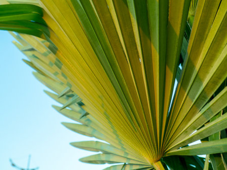 Brahea edulis. Palm leaves against the sky. Background from plants. Tropical concept. Sharp palm leaves. Rest in the south.の写真素材