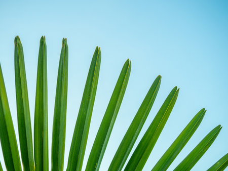 Brahea edulis. Palm leaves against the sky. Background from plants. Tropical concept. Sharp palm leaves. Rest in the south.の写真素材