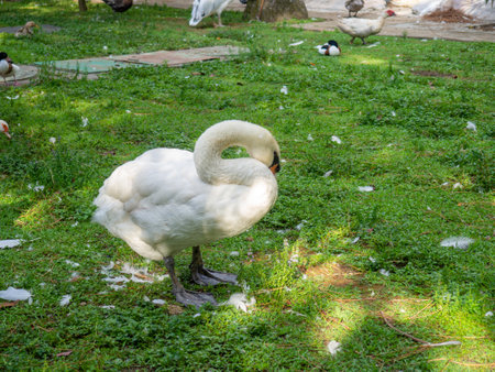 Lubrication of feathers with fat. Swan cleans feathers in the park on the grass. Bird corner in the park. Batumi garden. bird lifeの写真素材